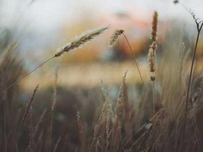 Insulin pills may soon replace daily injections