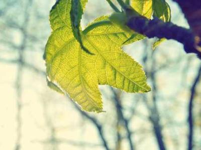 Some dinosaurs could rise up like giants — until they grew too big