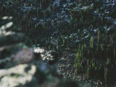 Scientists just discovered bees and hummingbirds are drinking alcohol