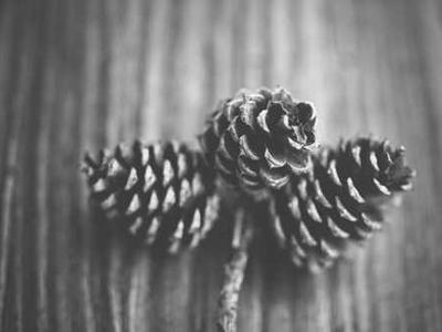 This cow uses tools like a primate—and scientists are stunned