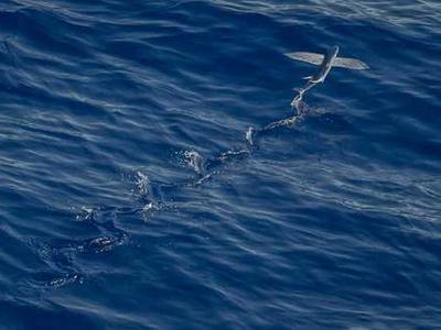 5 Laugh-Out-Loud Funny Early Readers and Beginner Chapter Books